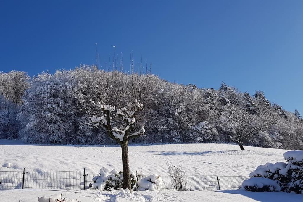 Ferienwohnung Talblick Im Schwarzwald Seelbach  Eksteriør billede